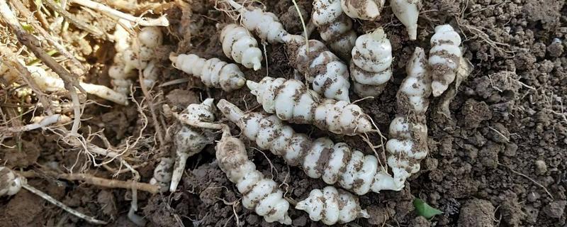 地藕的市场价格是多少，另外附上地藕的食用禁忌说明