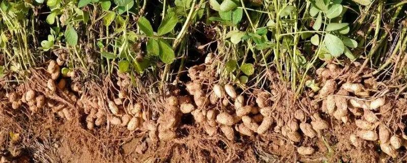 花生一共需要喷施几遍叶面肥，另外附带一些花生的种植注意事项