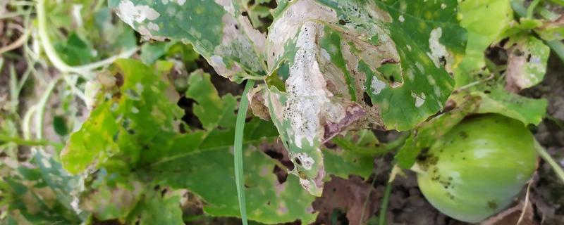 白甜瓜病害的治疗办法有哪些，具体可以参考使用哪些特效药剂