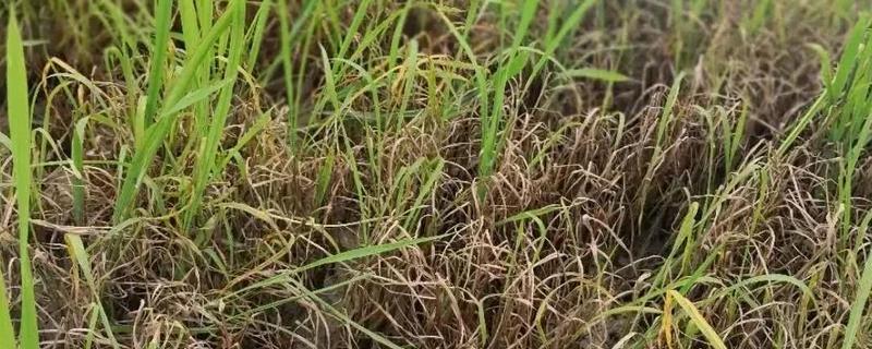 敌稗除草剂具体应该怎么使用，使用过程中有哪些需要留意的注意事项