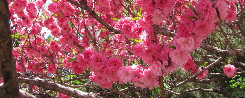 碧桃究竟是落叶乔木还是常绿乔木呢，碧桃的果实究竟能不能够食用呢