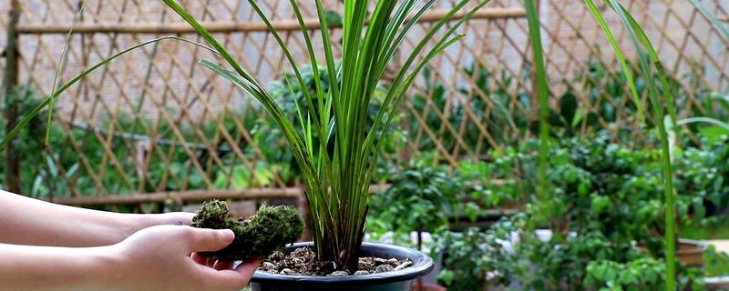 究竟该用什么土壤养殖兰草，具体又要如何进行兰草的养殖呢