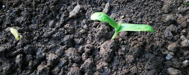 蔬菜具体应该如何使用尿素进行施肥，附带尿素的科学保存方法有哪些