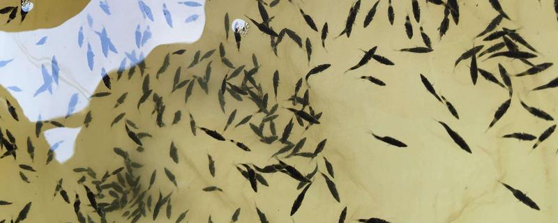 鱼苗的具体养殖方法有哪些，这三个核心要点才是成功的关键