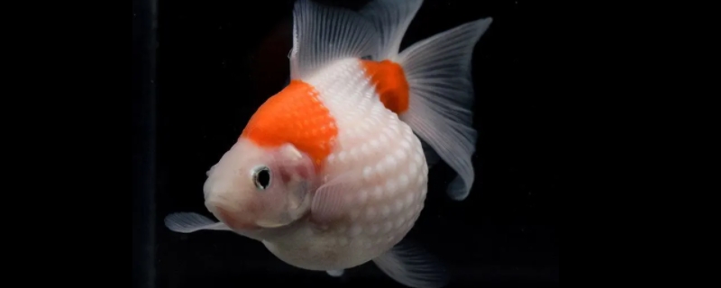 冷水鱼具体的养护方法，冷水鱼有哪些常见的观赏品种以及具体分类