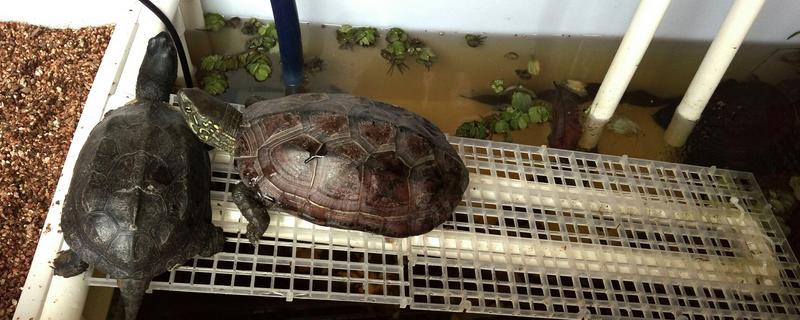 寒冷的冬天该如何饲养小乌龟，辅助它们顺利度过冬眠期的方法具体有哪些