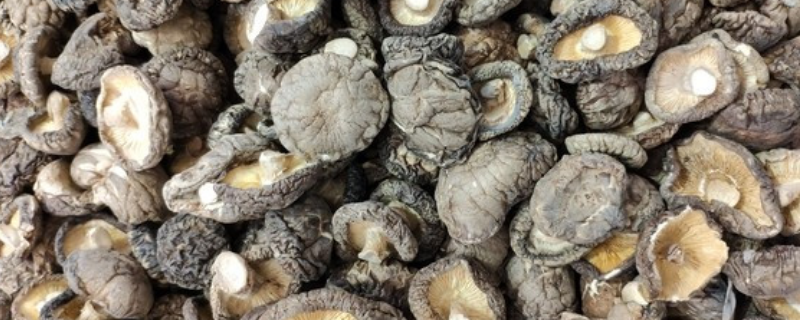 已经生虫了的干蘑菇究竟还能不能继续食用，日常生活中如何保存干蘑菇才不会生虫