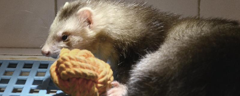 到底怎样才能科学地养好宠物貂，具体的饲养要点和注意事项有哪些