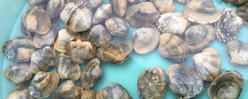 花甲究竟该怎么进行大规模的人工养殖，其中有哪些关键的技术要点