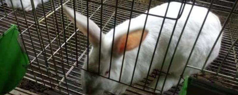 冬季怎么养护兔子，有哪些关键的养殖要点