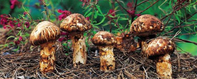 新鲜松茸的市场价格大概是多少钱一斤，松茸生长发育过程中对自然环境有哪些具体要求
