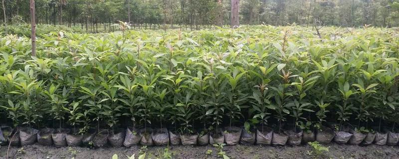 金丝楠木树苗现在的市场价格是多少，金丝楠木究竟该怎么鉴别真伪呢