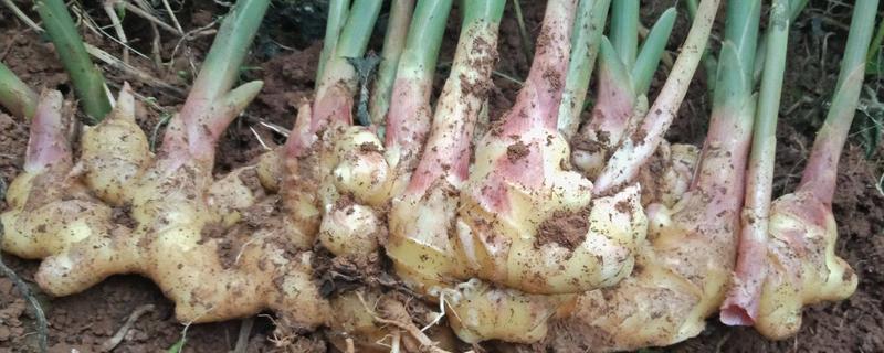 姜的主要品种具体有哪些，关于姜的生长习性有哪些详细介绍