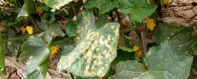 中生菌素可以防治的病害具体有哪些，使用中生菌素有哪些核心要点