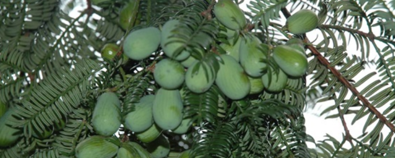 香榧究竟应该如何进行种植，它到底有哪些关键的生产技术要点