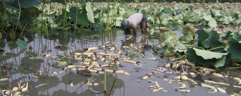 莲藕的种植时间具体是在什么时候，为什么要提前进行防腐败病的防治工作