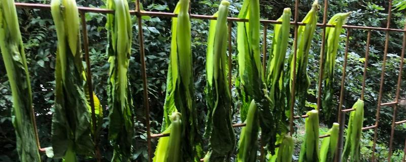梅菜到底是不是属于芥菜的一种，梅菜和芥菜之间究竟存在着哪些区别