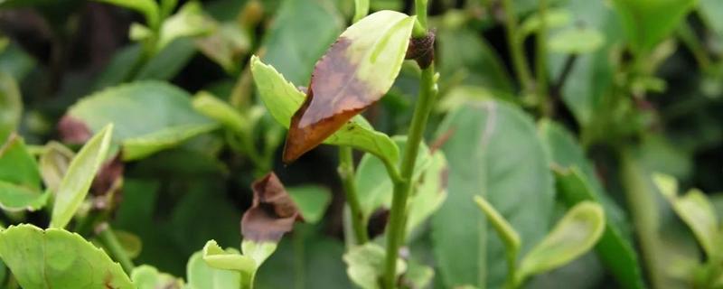 茶树掉叶子该如何去应对，以及茶树的生长习性及特点