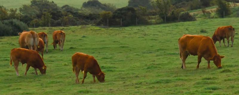 牛为何只吃草，就能长出结实肌肉