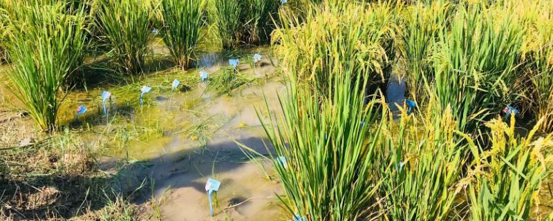 海水稻是不是直接使用海水进行种植的，这种稻米真的能够完全在海水中生长吗