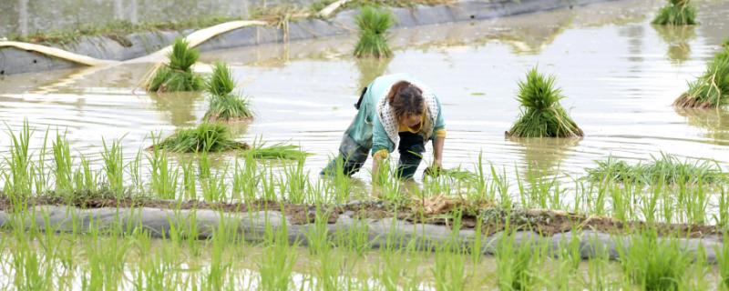 插秧具体有哪几种方法呢