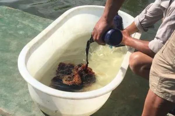 黄鳝喜欢深水区还是浅水区