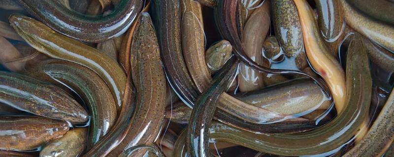 黄鳝更喜欢生活在深水区还是浅水区呢