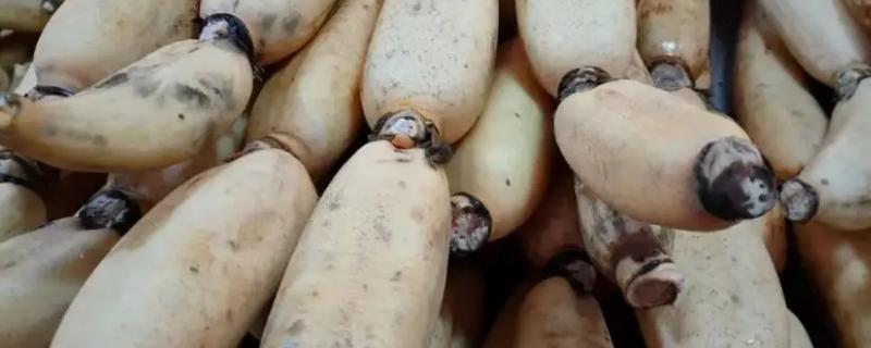 莲藕究竟该怎么保存才能新鲜不变黑