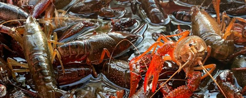 小龙虾喜欢吃的诱饵有哪些呢