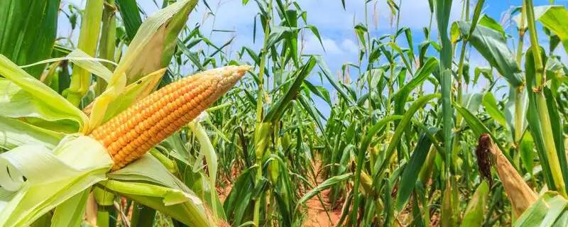 隆创310玉米种品种介绍及其产量表现如何