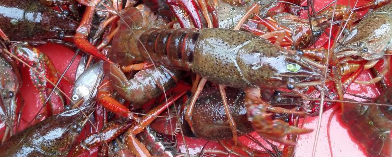 小龙虾究竟吃不吃池塘里的鱼苗