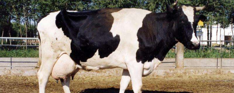 一头成年奶牛每天的产奶量是多少