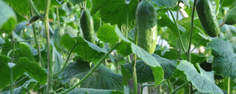 秋黄瓜的种植时间是在几月份，附带详细的种植管理技术方案