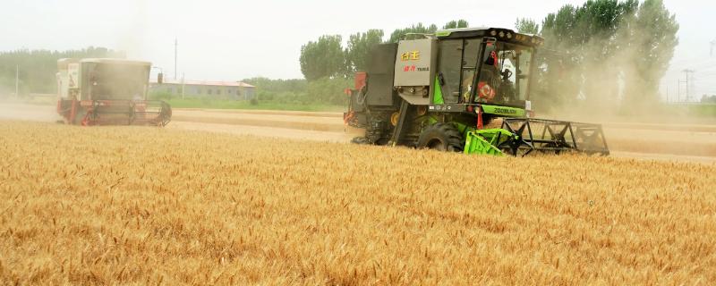 淮麦33小麦品种的详细简介，关于该品种的特征特性与产量表现有哪些