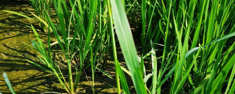 三唑磺草酮可以除去哪些杂草