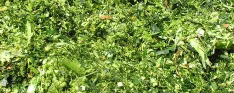 如何制作高品质的青贮饲料，具体的发酵制作方法与核心技术要点有哪些