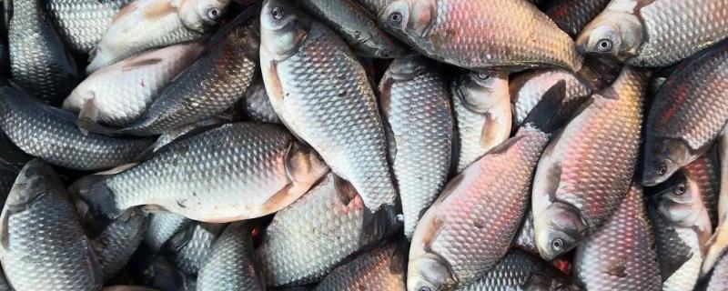 工程鲫鱼能否在自然界中进行繁殖吗