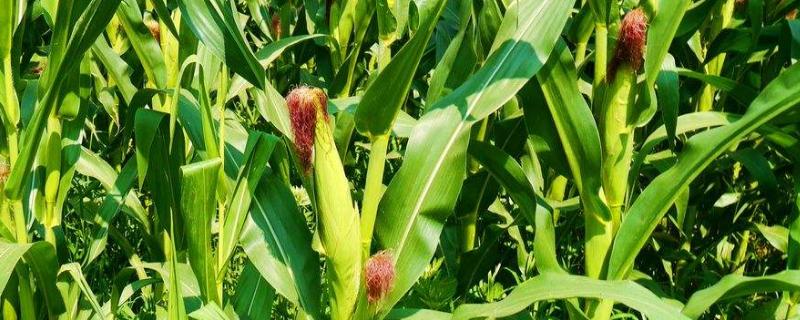 瑞丰168玉米品种相关详细介绍