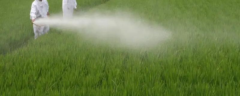 硼肥和磷酸二氢钾到底能不能混合使用吗