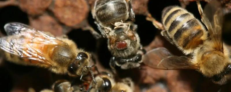 究竟该如何防治蜂螨，才能做到不伤害蜜蜂