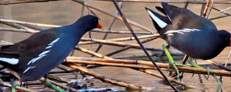 红冠水鸡究竟是不是属于国家保护动物呢