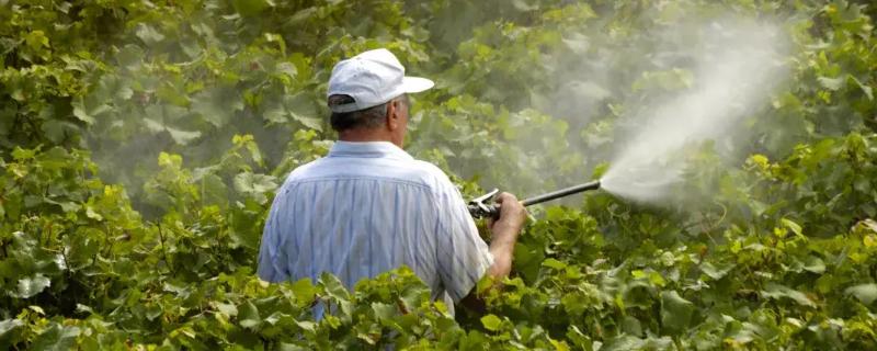 辛硫磷残留期具体是多长时间呢