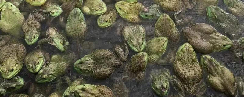 牛蛙平常喜欢吃什么食物