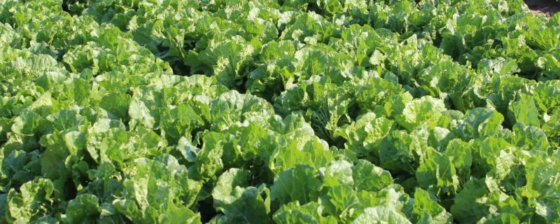 如何进行农业蔬菜的种植，具体的科学种植方法有哪些