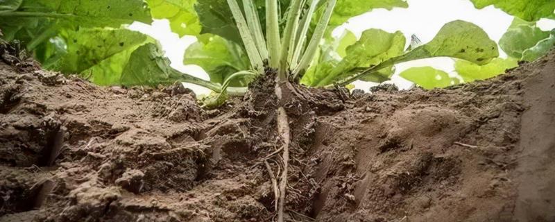 恶霉灵灌根的正确使用方法有哪些