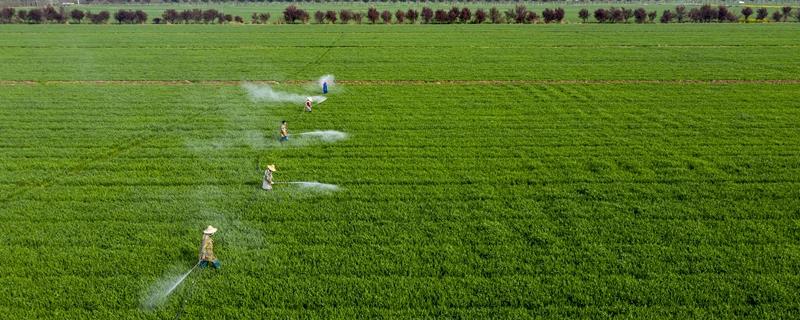 500毫升的水里面需要兑入多少克多菌灵