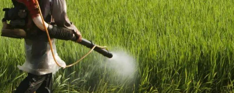 唑醚戊唑醇的具体作用是什么，它的主要用途都有哪些