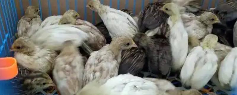 芦丁鸡产蛋之前会有哪些具体征兆呢