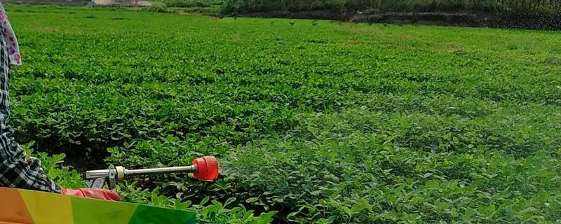 花生三遍药具体在什么时候打，操作过程中的相关注意事项有哪些