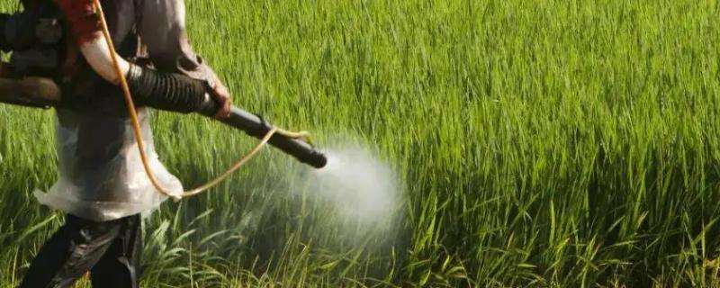 三十斤清水需要兑多少毫升的芸苔素溶液